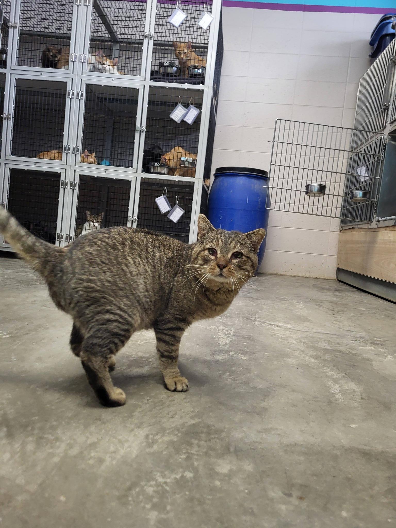 Enlarge Ruder, a ADOPTABLE Domestic Short Hair in Chilton, WI image 2/6