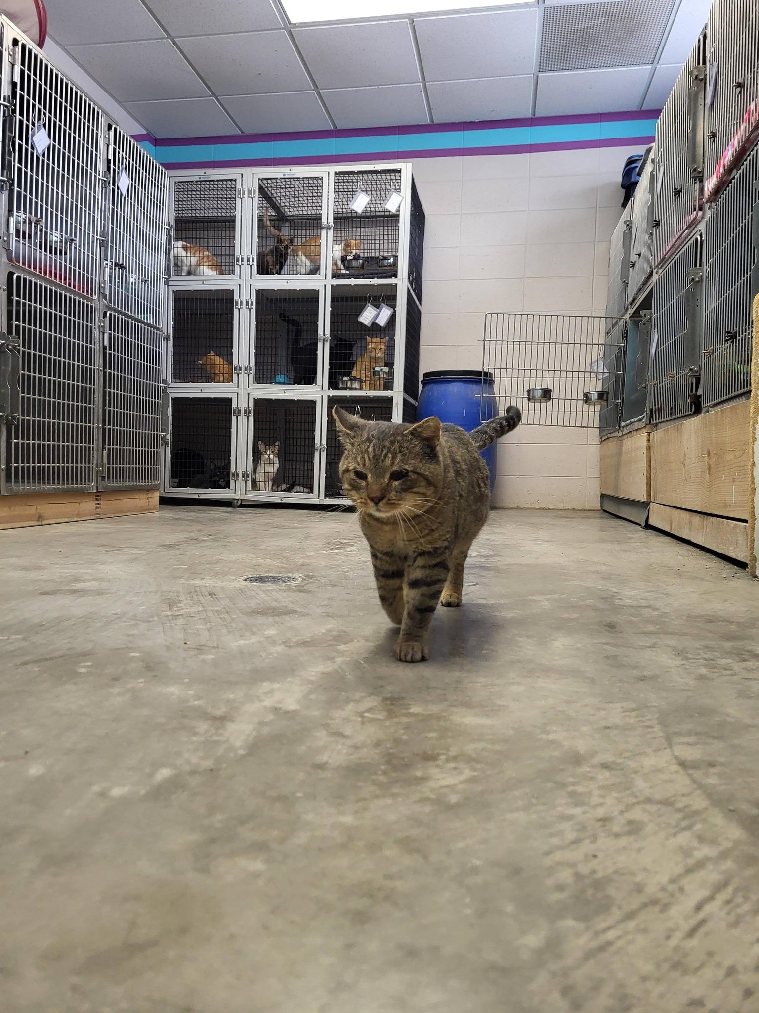 Enlarge Ruder, a ADOPTABLE Domestic Short Hair in Chilton, WI image 3/6