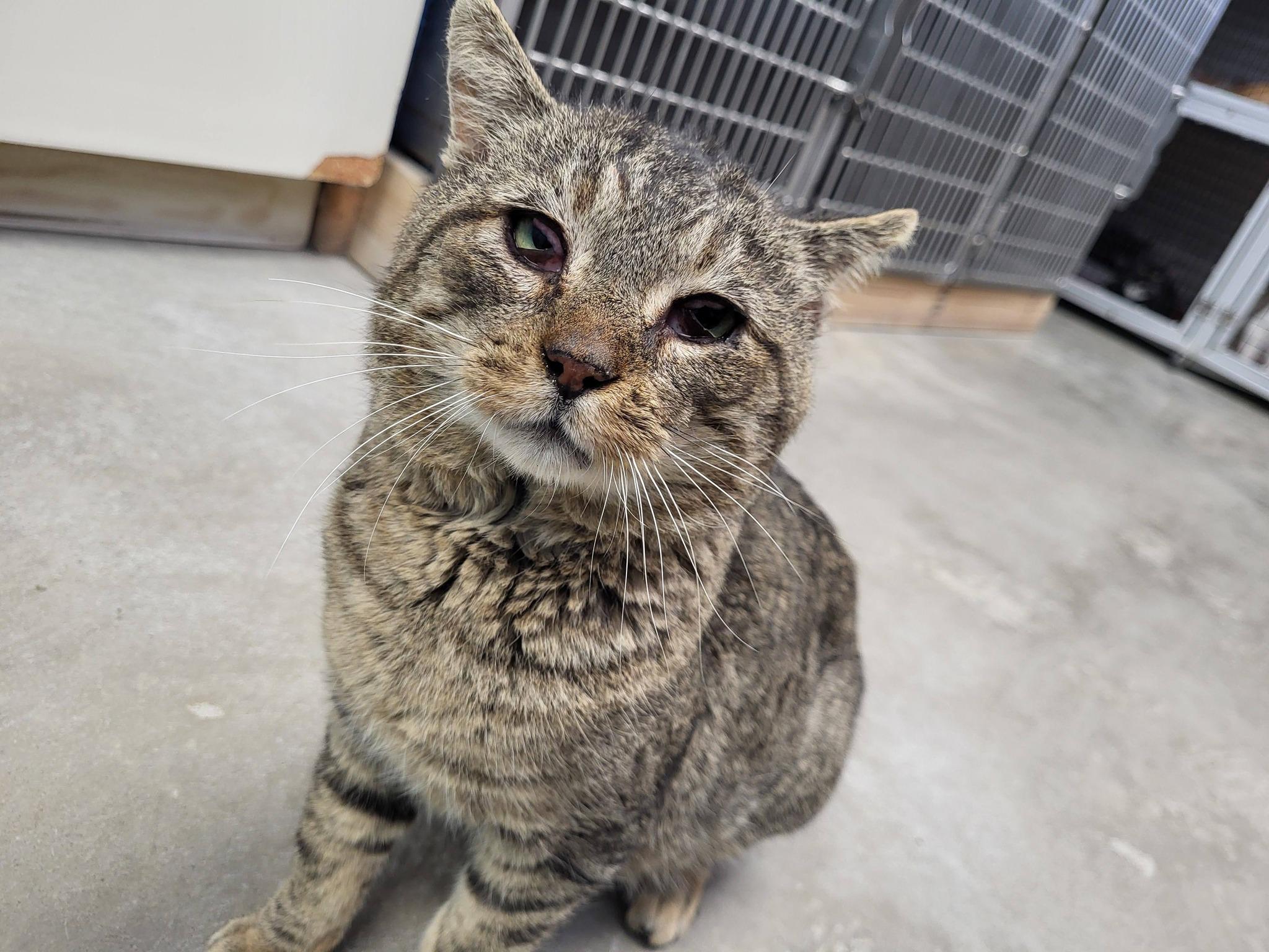 Enlarge Ruder, a ADOPTABLE Domestic Short Hair in Chilton, WI image 5/6