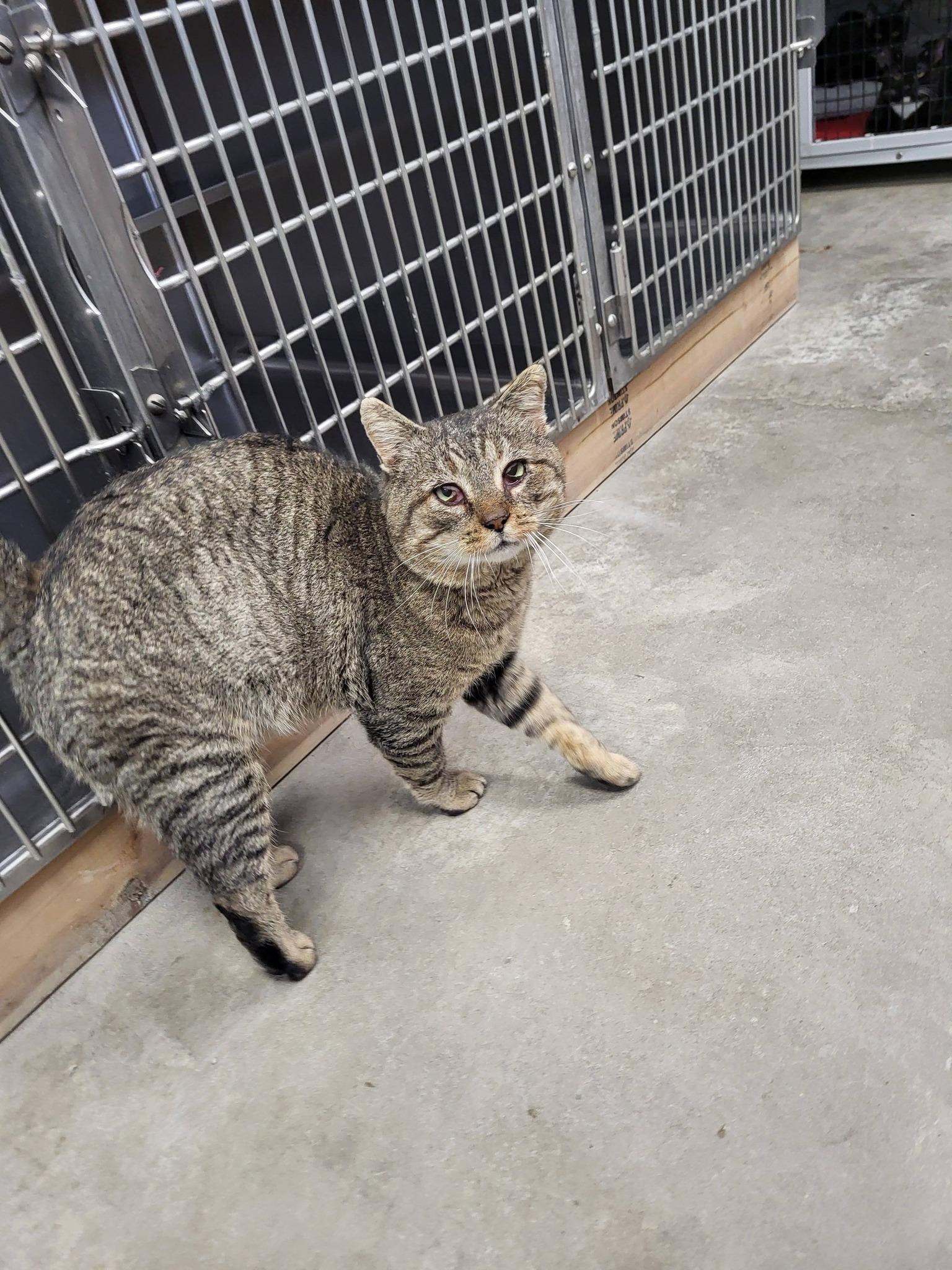 Enlarge Ruder, a ADOPTABLE Domestic Short Hair in Chilton, WI image 6/6