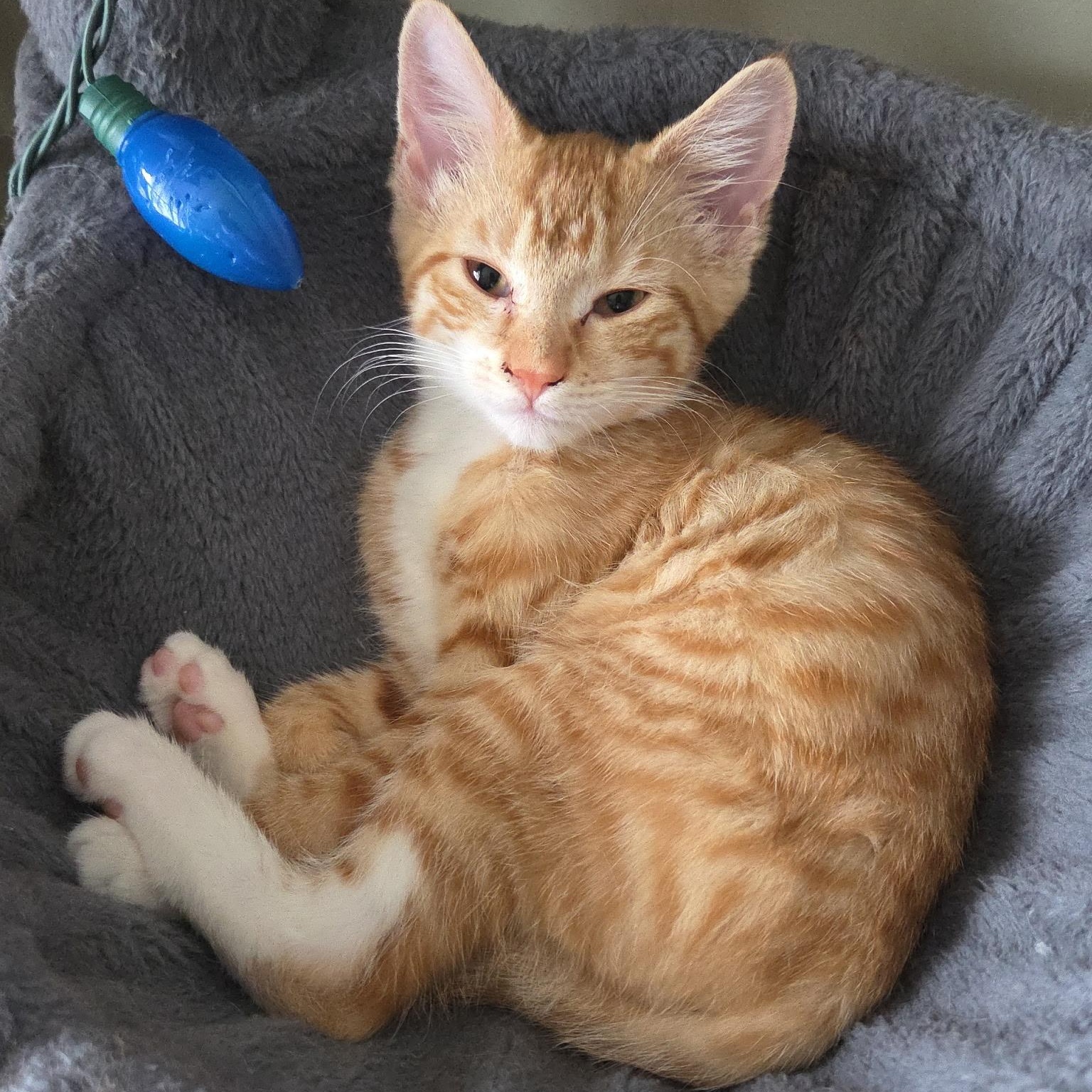 Enlarge Bubbles, a Adopted Domestic Short Hair in Cranford, NJ image 1/4