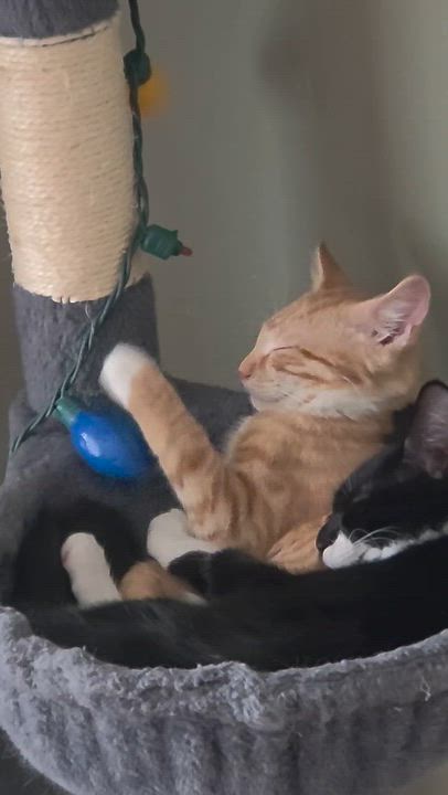 Enlarge Bubbles, a Adopted Domestic Short Hair in Cranford, NJ video 2/4