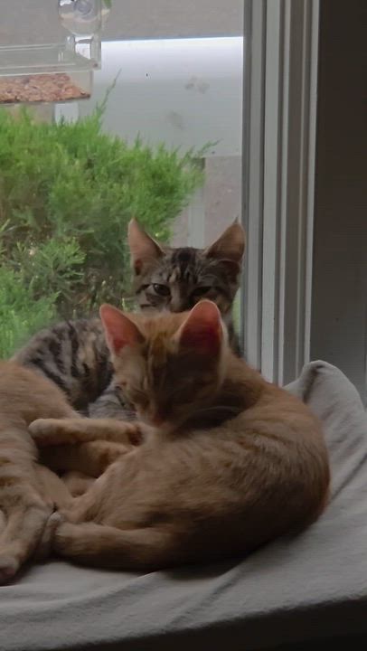 Enlarge Bubbles, a Adopted Domestic Short Hair in Cranford, NJ video 4/4