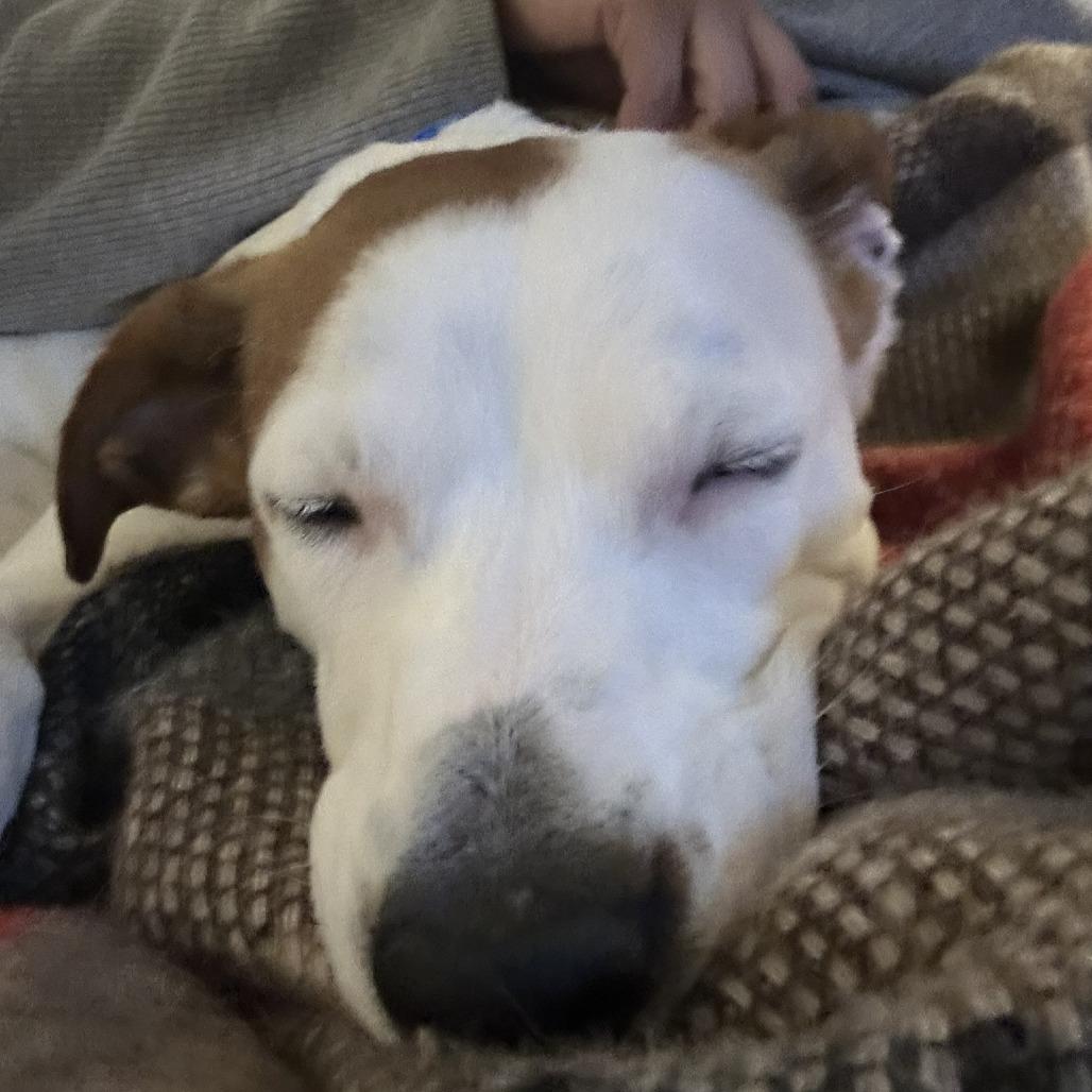 Enlarge Piper, a Adoptable Mixed Breed in Raleigh, NC image 1/5