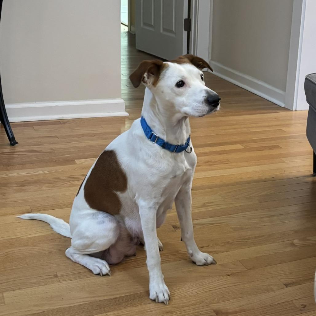 Enlarge Piper, a Adoptable Mixed Breed in Raleigh, NC image 2/5