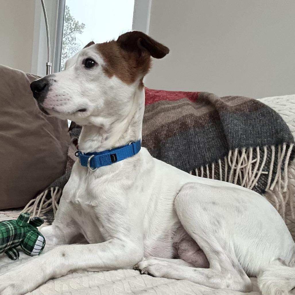 Enlarge Piper, a Adoptable Mixed Breed in Raleigh, NC image 3/5