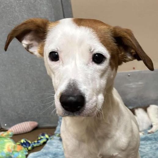 Enlarge Piper, a Adoptable Mixed Breed in Raleigh, NC image 4/5