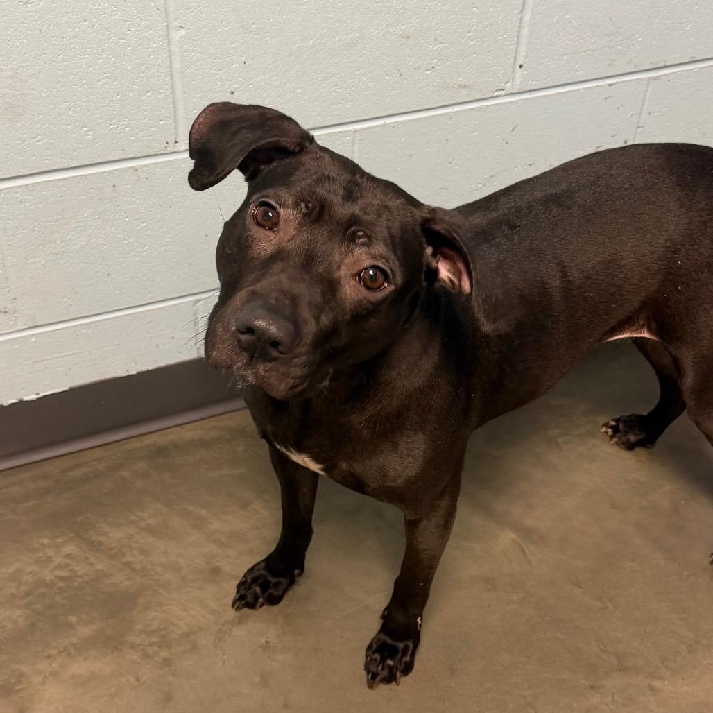 Luna Lashay, Adoptable, Adult Female Mixed Breed.