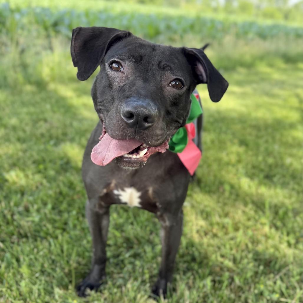 Luna Lashay, a Adoptable Mixed Breed in DeKalb, IL image 2/3