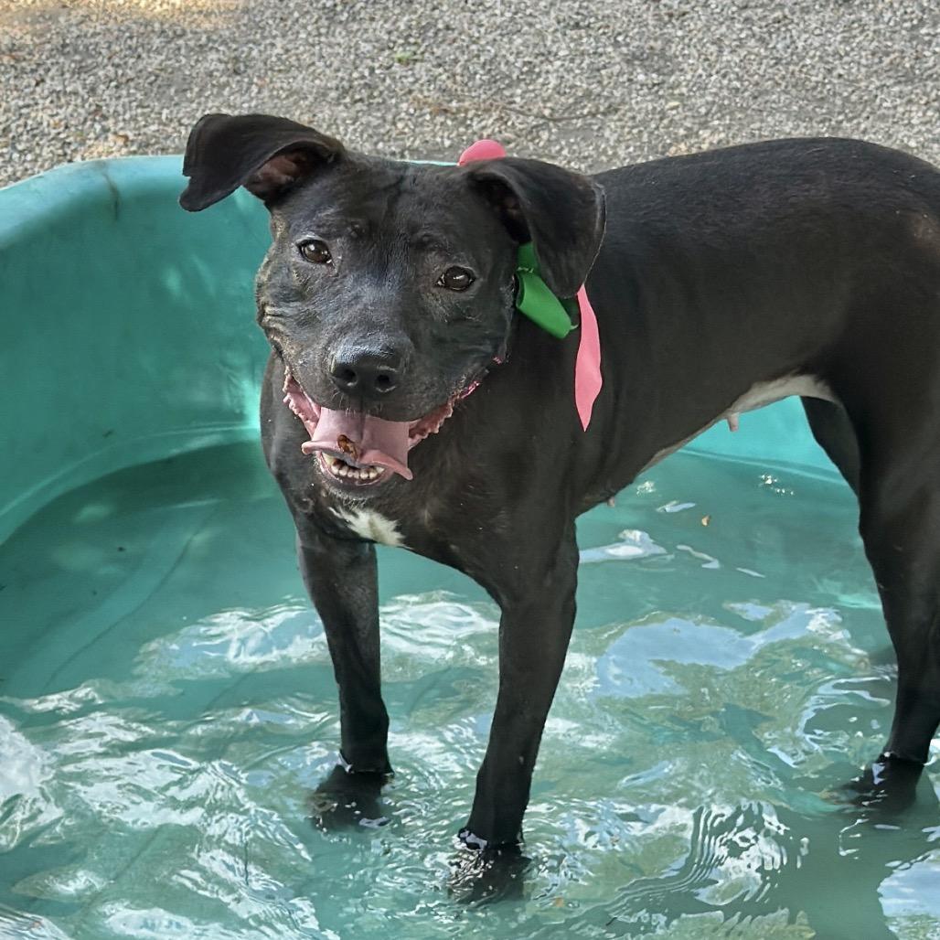 Luna Lashay, a Adoptable Mixed Breed in DeKalb, IL image 3/3