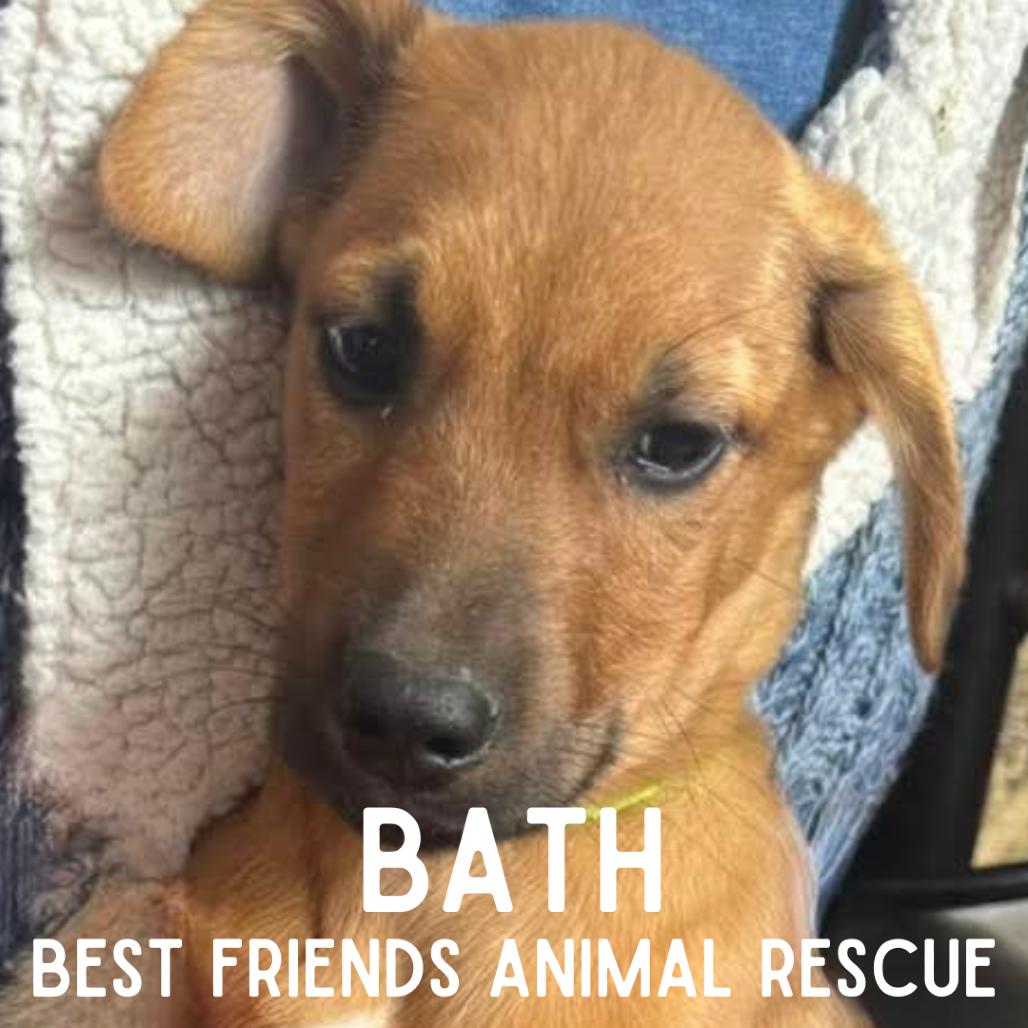 Enlarge Bath, a Adoptable Mixed Breed in Wasilla, AK image 1/6