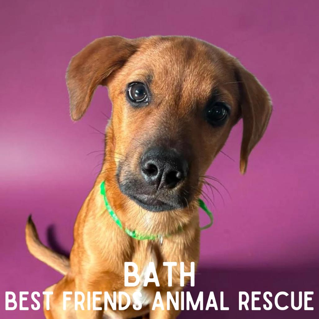 Enlarge Bath, a Adoptable Mixed Breed in Wasilla, AK image 2/6