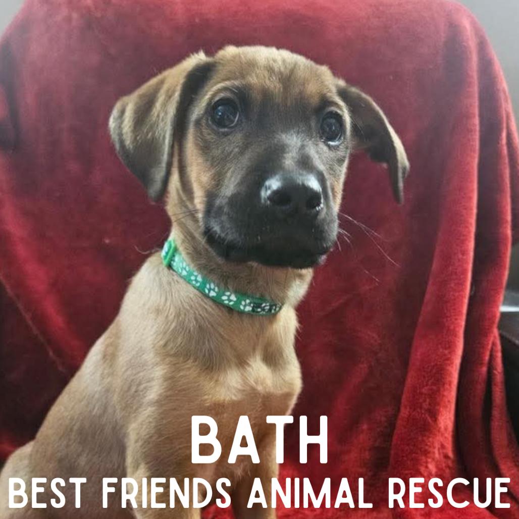 Enlarge Bath, a Adoptable Mixed Breed in Wasilla, AK image 3/6