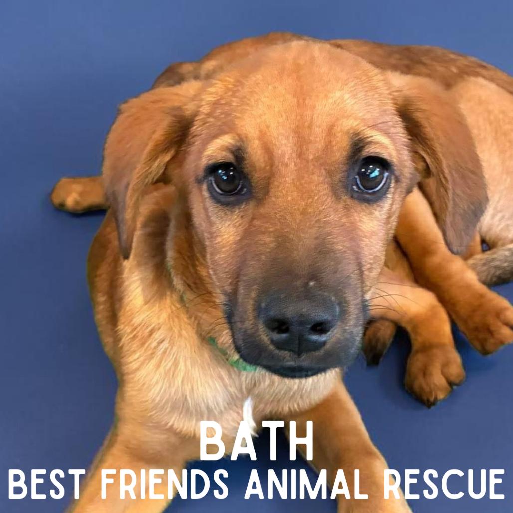 Enlarge Bath, a Adoptable Mixed Breed in Wasilla, AK image 4/6