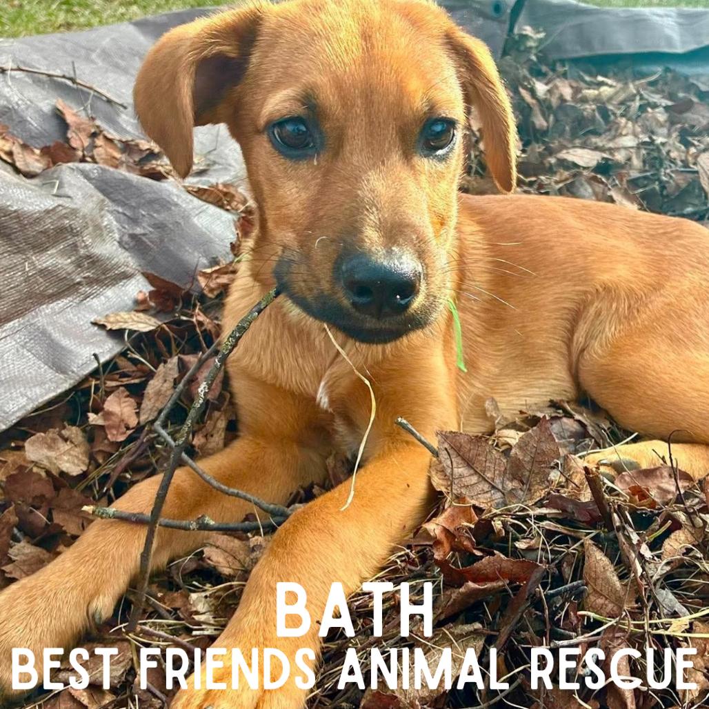 Enlarge Bath, a Adoptable Mixed Breed in Wasilla, AK image 5/6