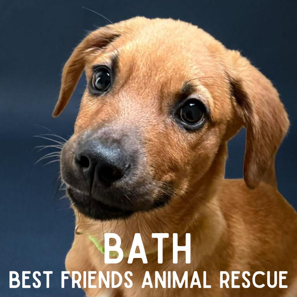 Enlarge Bath, a Adoptable Mixed Breed in Wasilla, AK image 6/6