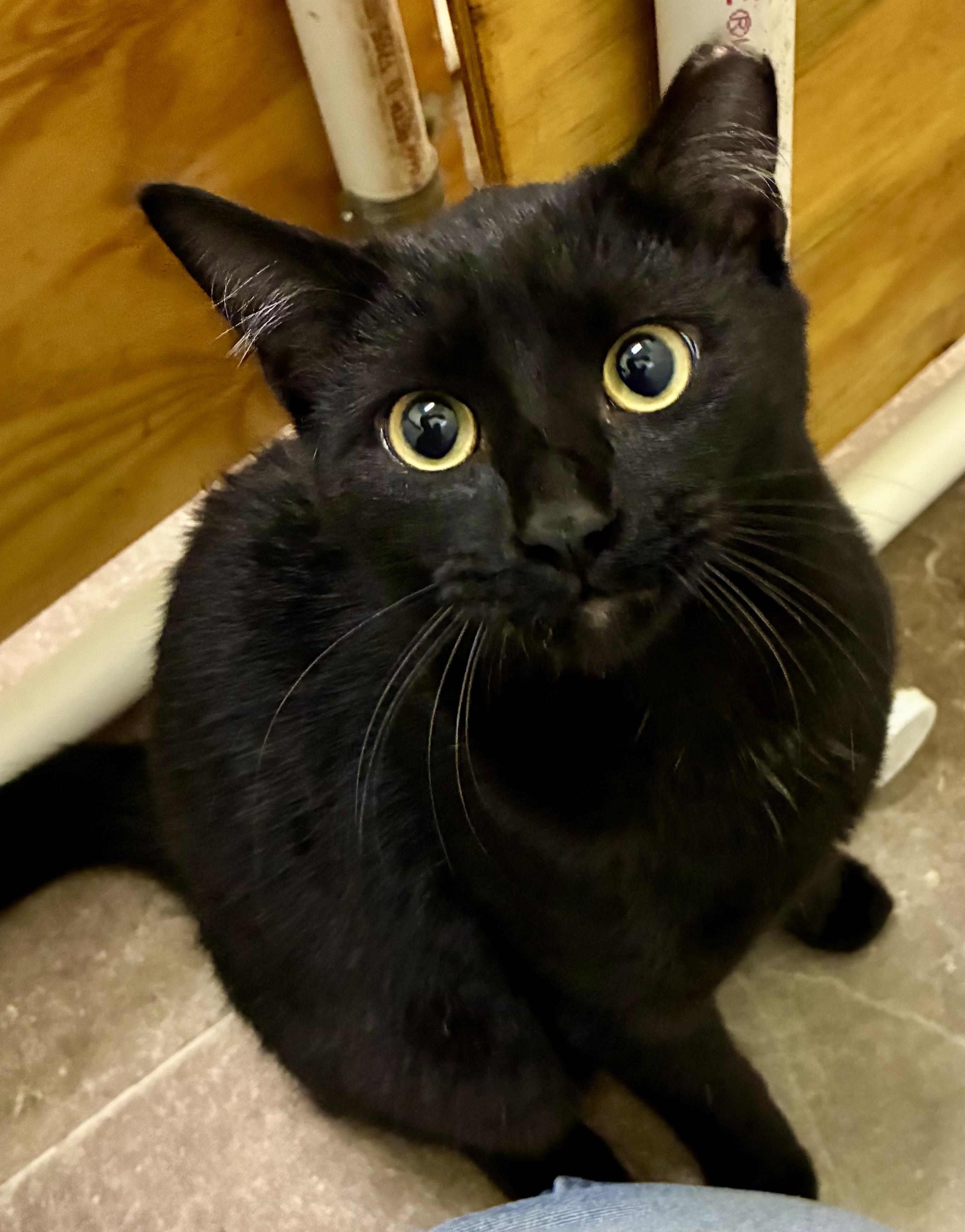 ELLIOTT, Adoptable, Young Male Domestic Short Hair.