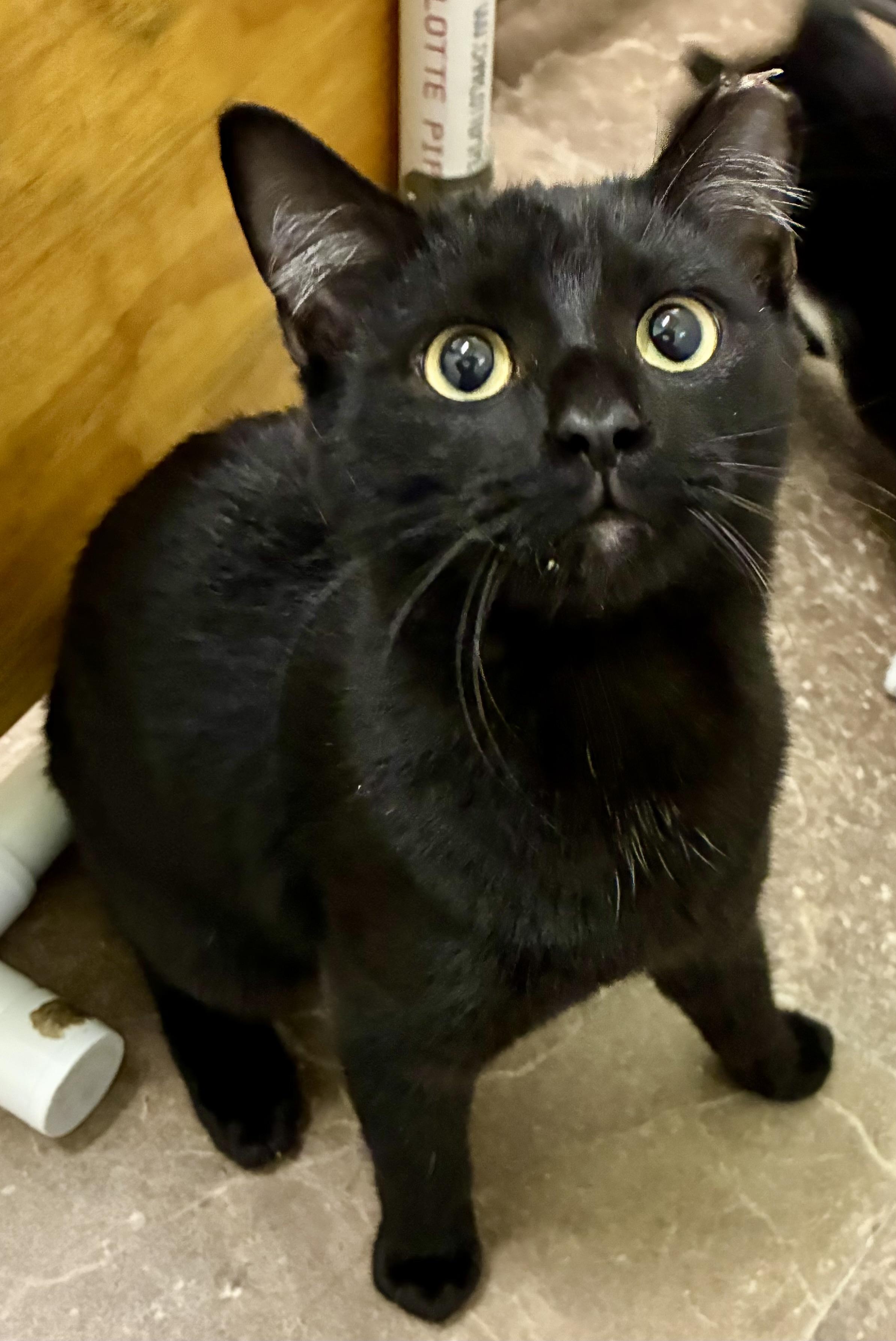 ELLIOTT, a Adoptable mixed breed in Louisa, KY image 2/6