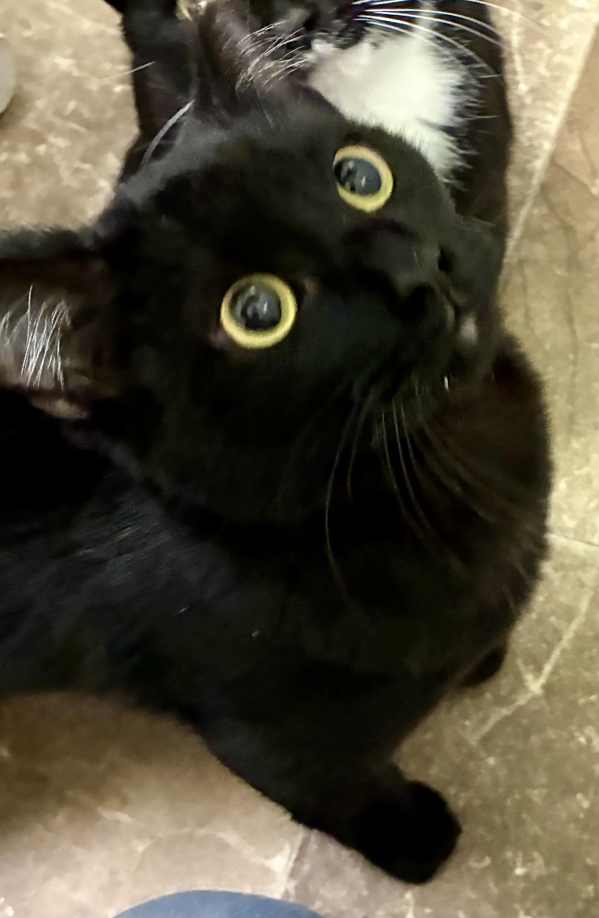 ELLIOTT, a Adoptable mixed breed in Louisa, KY image 4/6