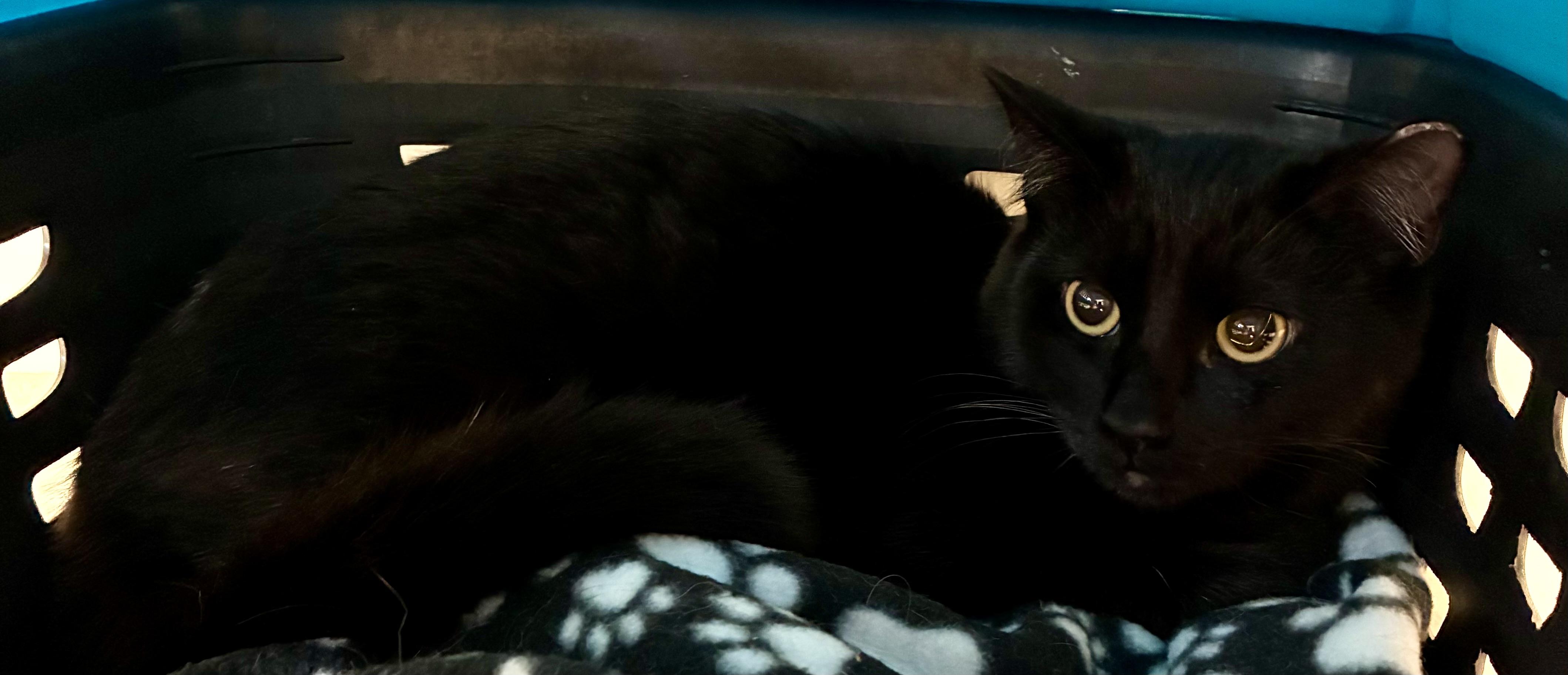 ELLIOTT, a Adoptable mixed breed in Louisa, KY image 6/6