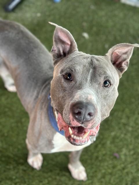 Enlarge GUS, a Adoptable mixed breed in Miami, FL image 1/1