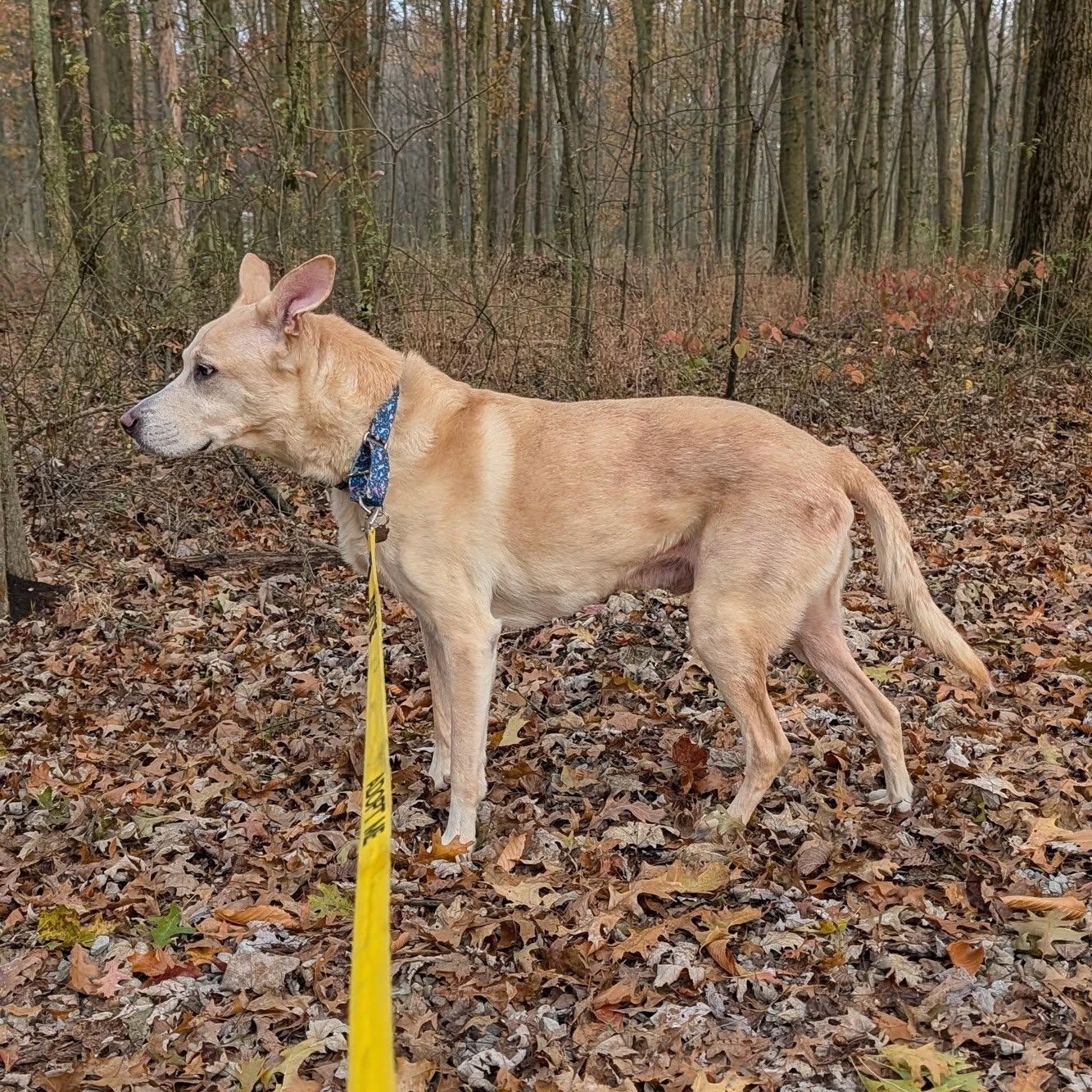 Viktor, a Adoptable mixed breed in Grafton, OH image 6/6