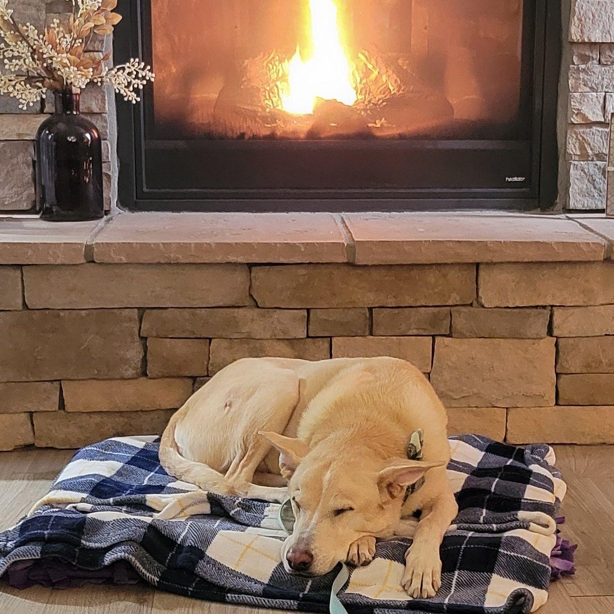 Viktor, a Adoptable mixed breed in Grafton, OH image 1/6