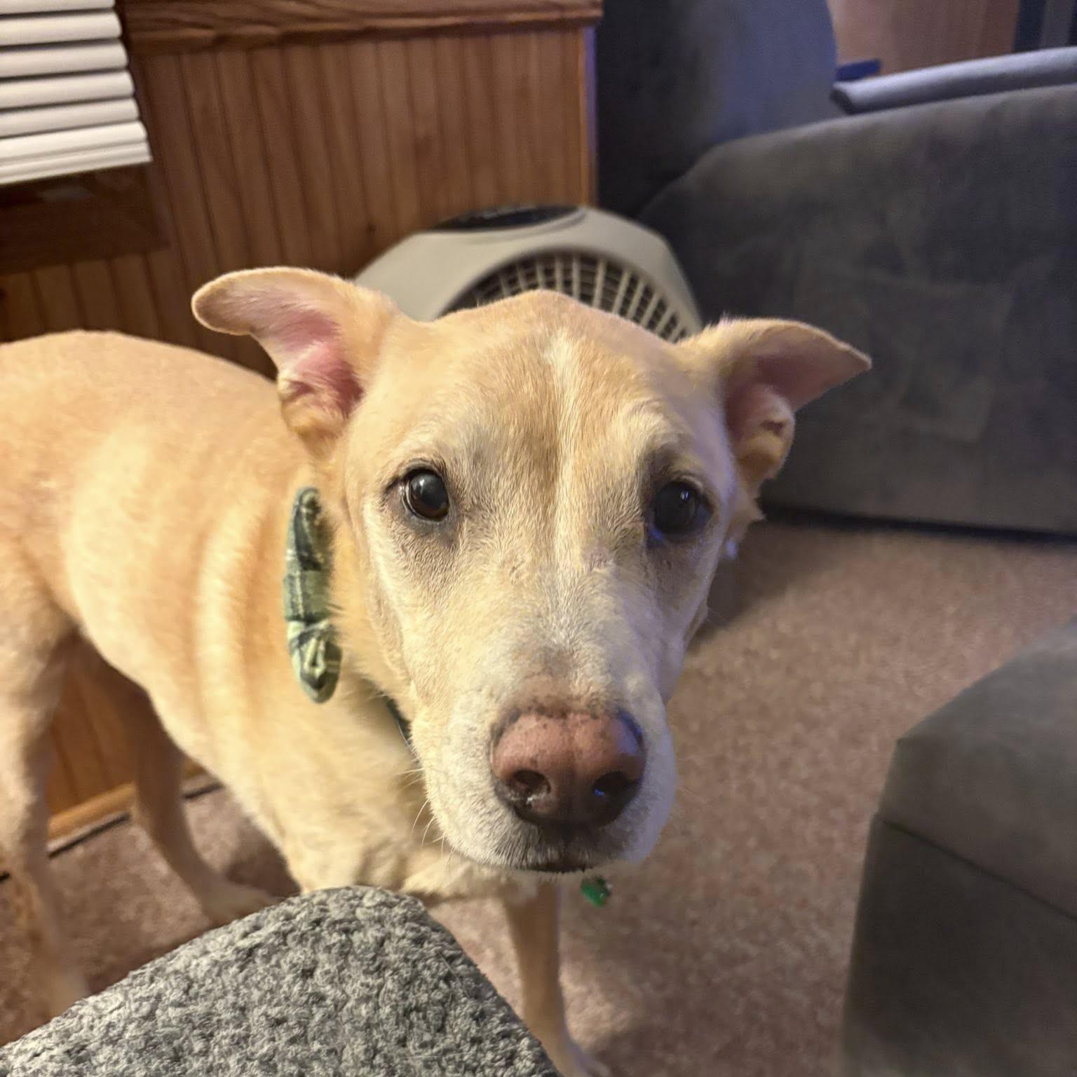 Viktor, Adoptable, Senior Male German Shepherd Dog & Labrador Retriever.