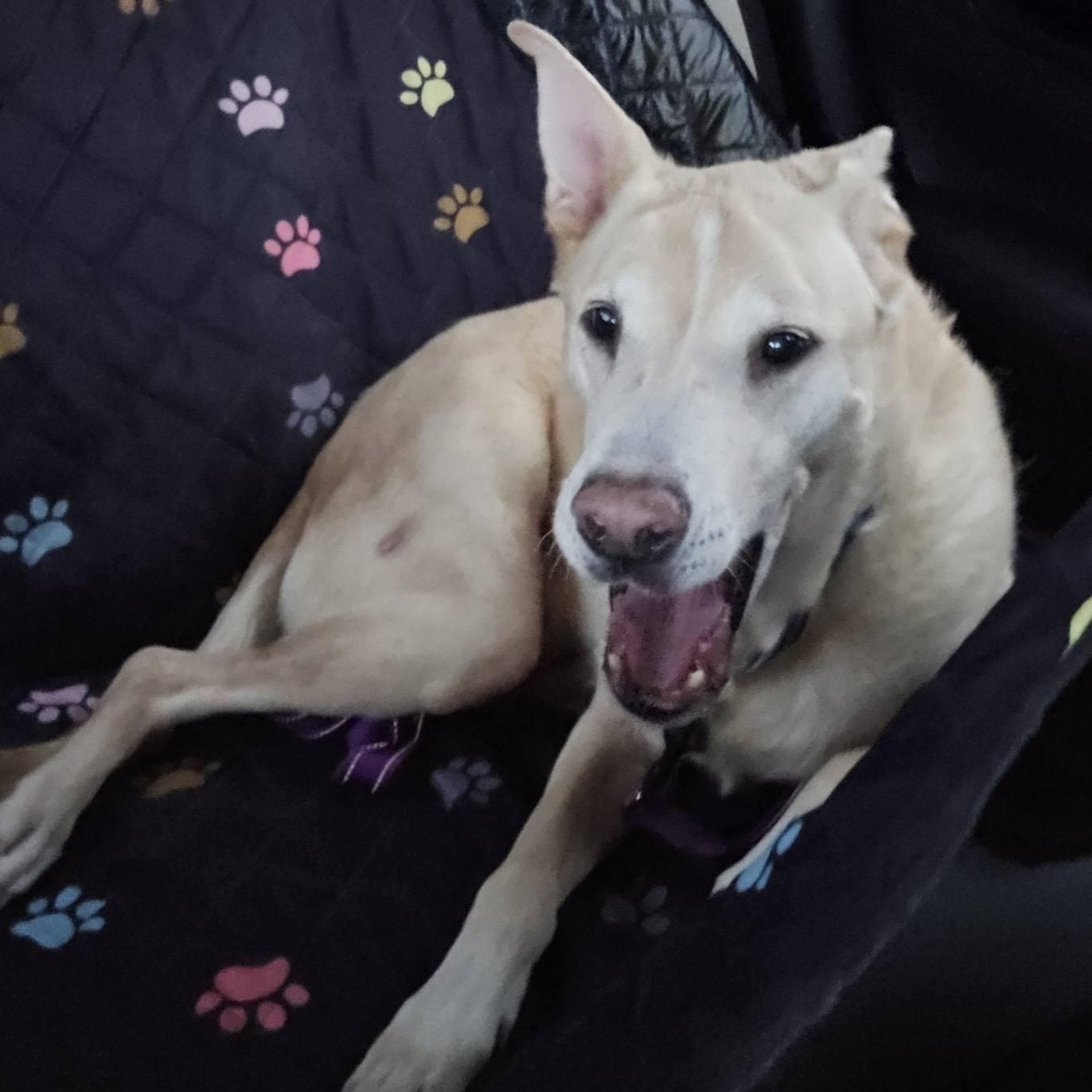 Viktor, a Adoptable mixed breed in Grafton, OH image 3/6