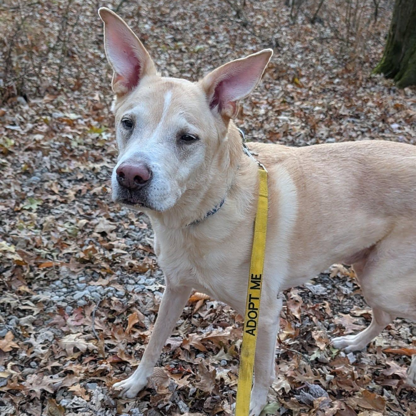 Viktor, a Adoptable mixed breed in Grafton, OH image 5/6