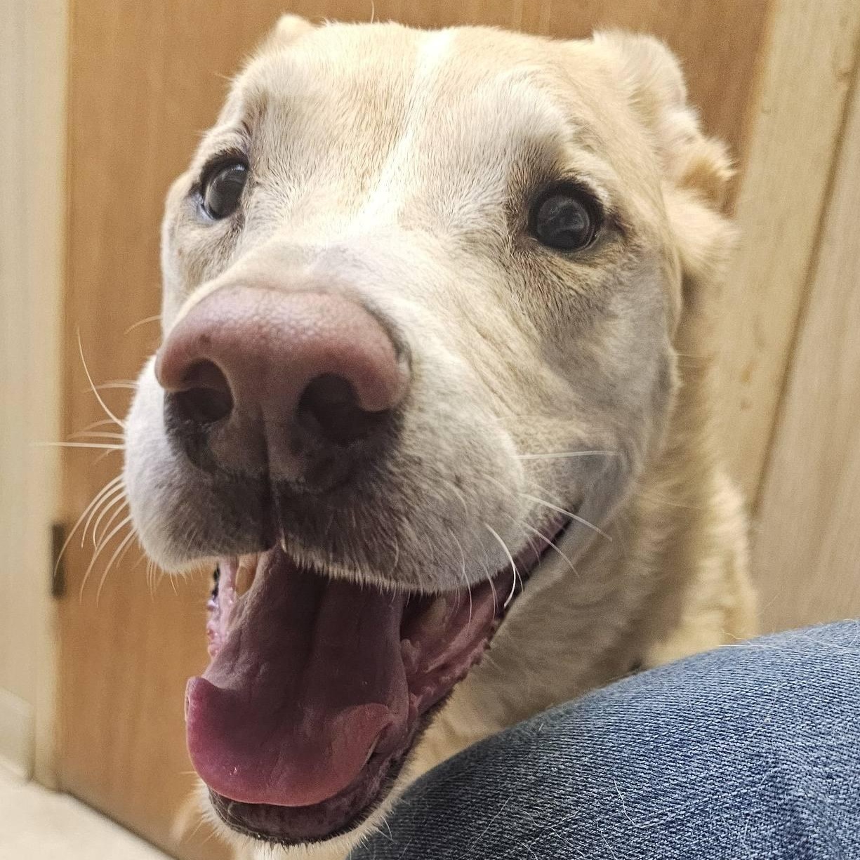 Viktor, a Adoptable mixed breed in Grafton, OH image 4/6