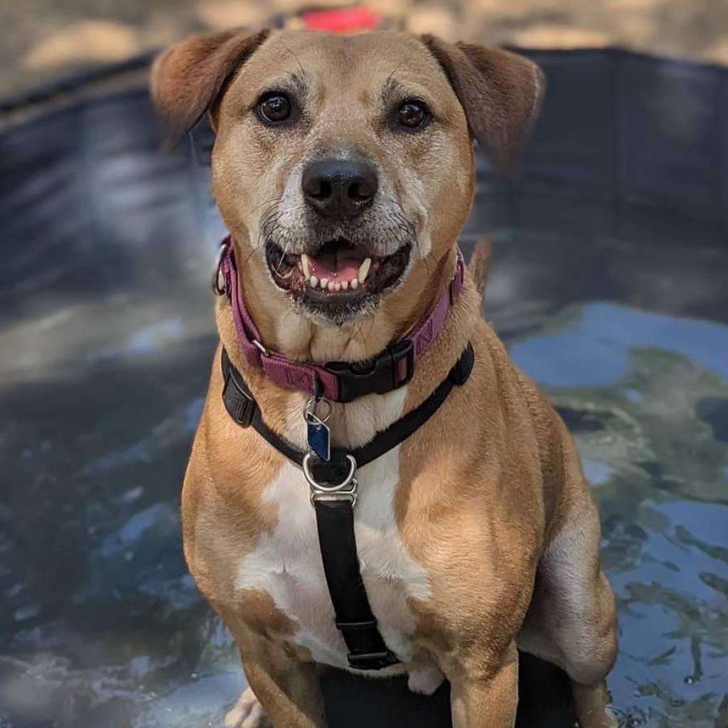 Enlarge Julio, a Adoptable Mixed Breed in Houston, TX image 1/6