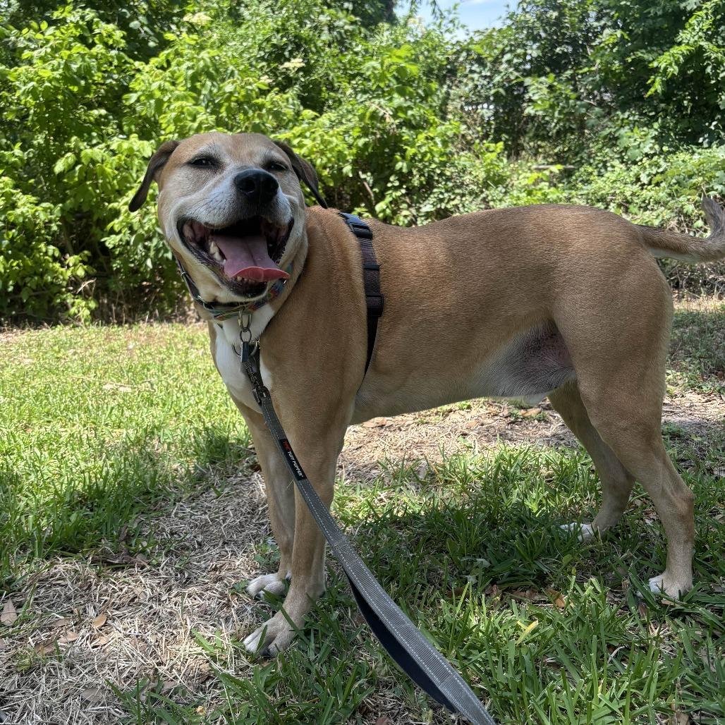 Julio, Adoptable, Senior Male Mixed Breed.