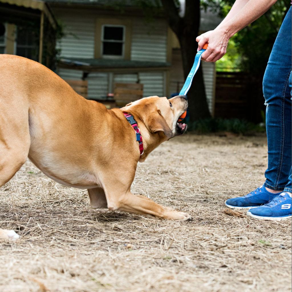 Enlarge Julio, a Adoptable Mixed Breed in Houston, TX image 2/6