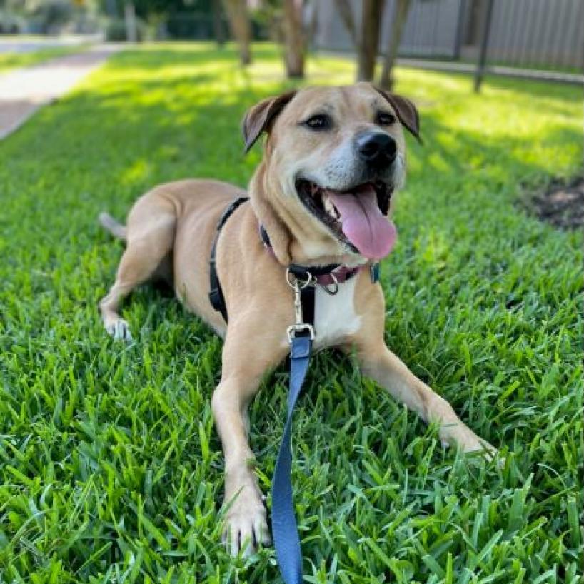 Enlarge Julio, a Adoptable Mixed Breed in Houston, TX image 3/6