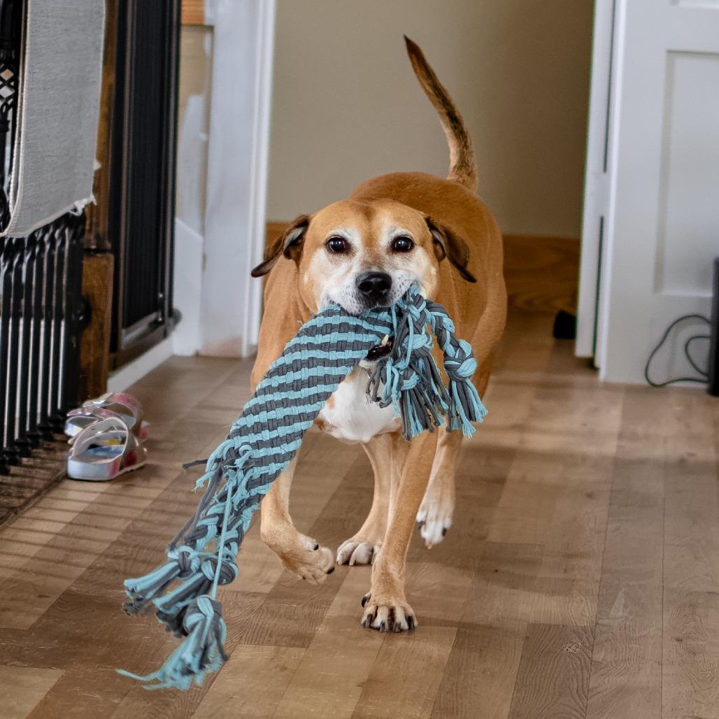 Julio, a Adoptable Mixed Breed in Houston, TX image 3/6