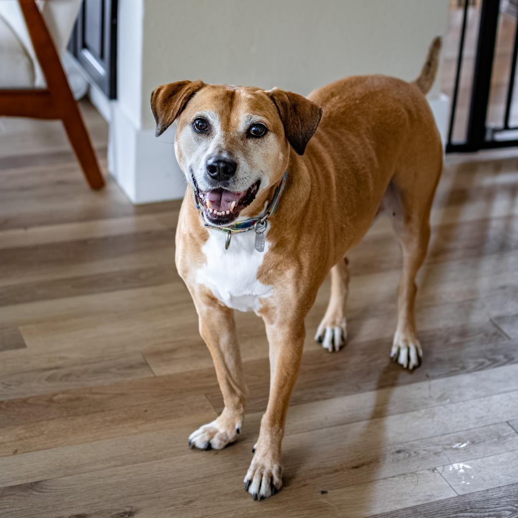 Julio, a Adoptable Mixed Breed in Houston, TX image 4/6