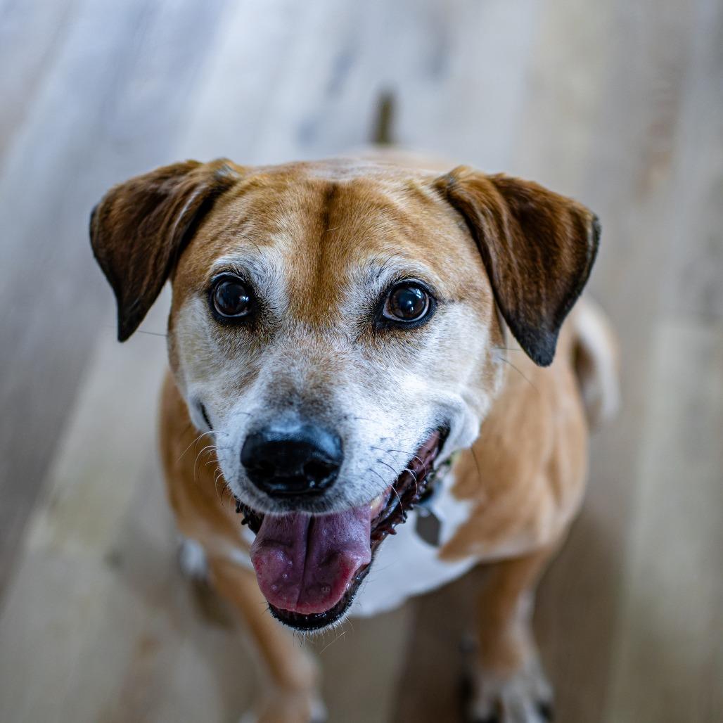 Julio, a Adoptable Mixed Breed in Houston, TX image 5/6