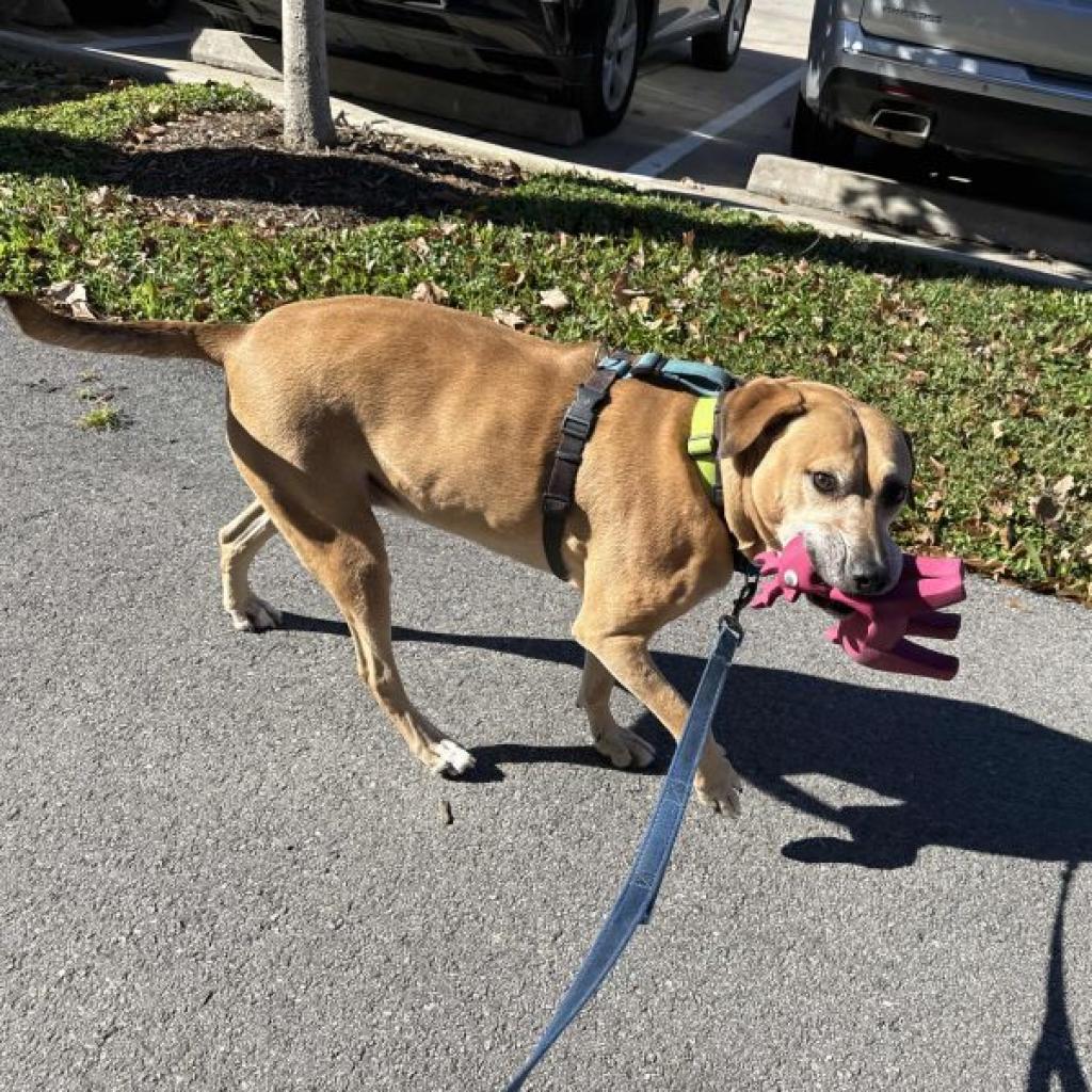 Enlarge Julio, a Adoptable Mixed Breed in Houston, TX image 4/6