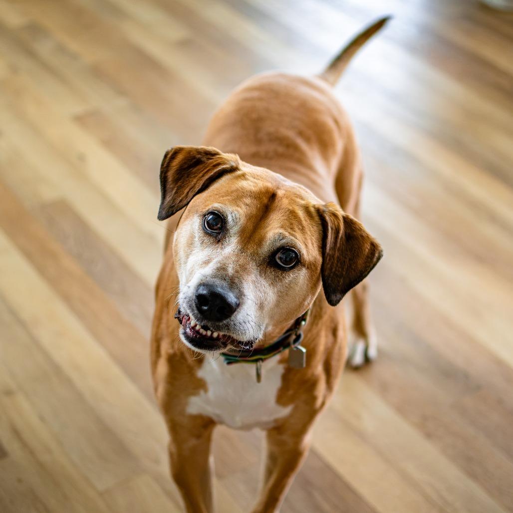 Julio, a Adoptable Mixed Breed in Houston, TX image 6/6