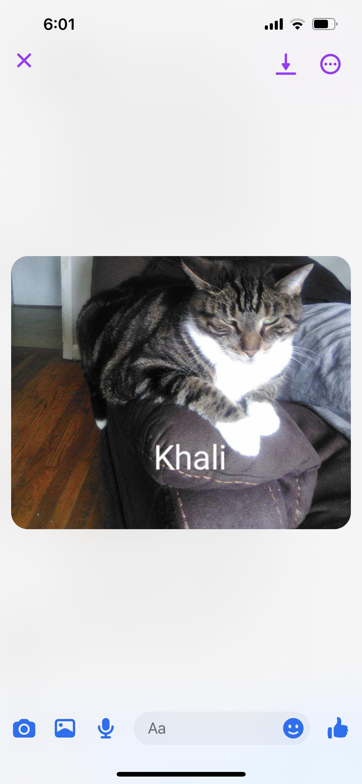 Khali is sweet people loving girl would like a relaxed single cat home