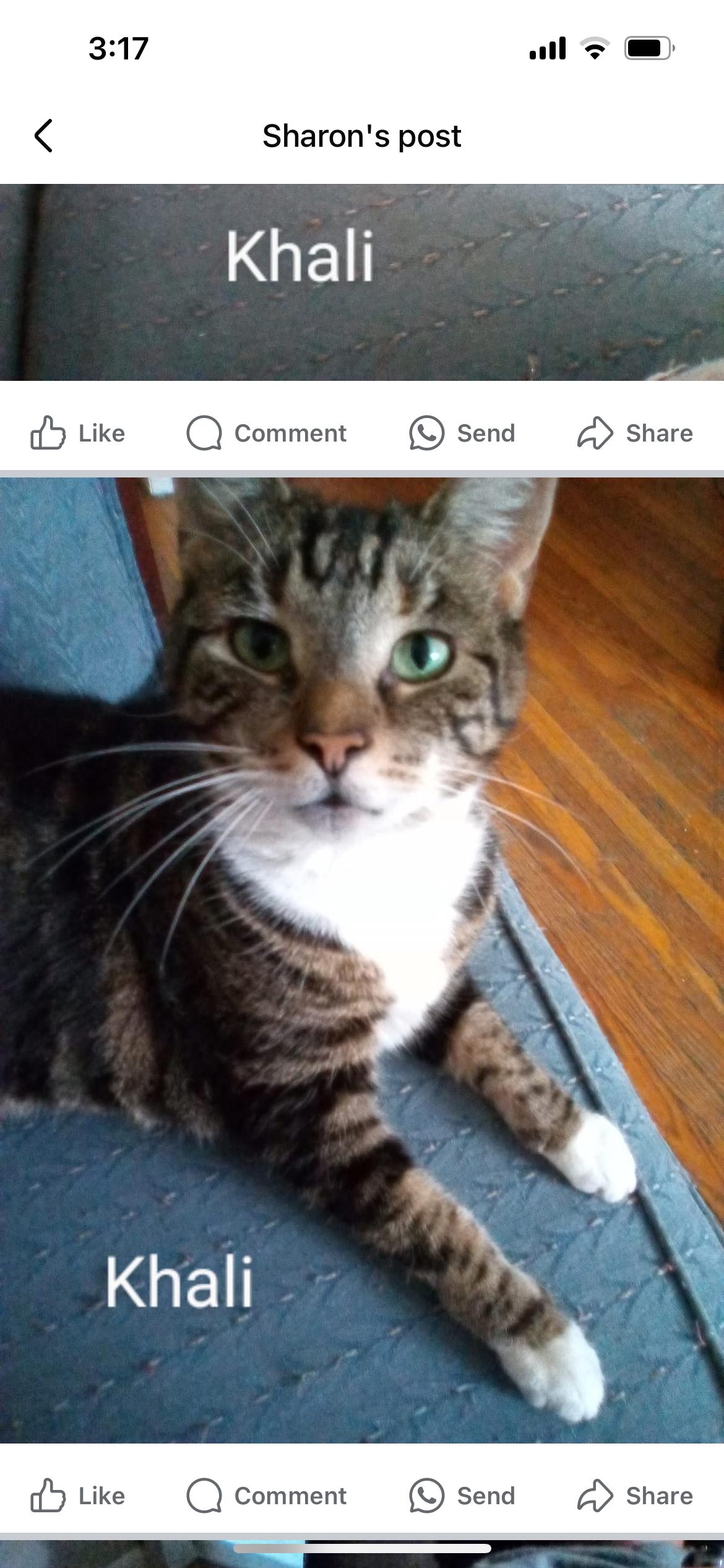 Enlarge Khali is sweet people loving girl would like a relaxed single cat home, a Adoptable American Shorthair in West Chester, PA image 4/6