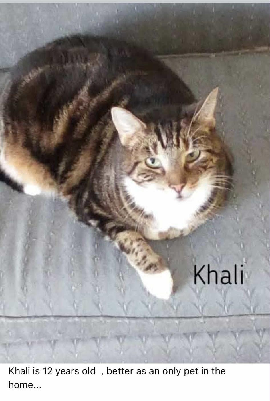 Enlarge Khali is sweet people loving girl would like a relaxed single cat home, a Adoptable American Shorthair in West Chester, PA image 3/6