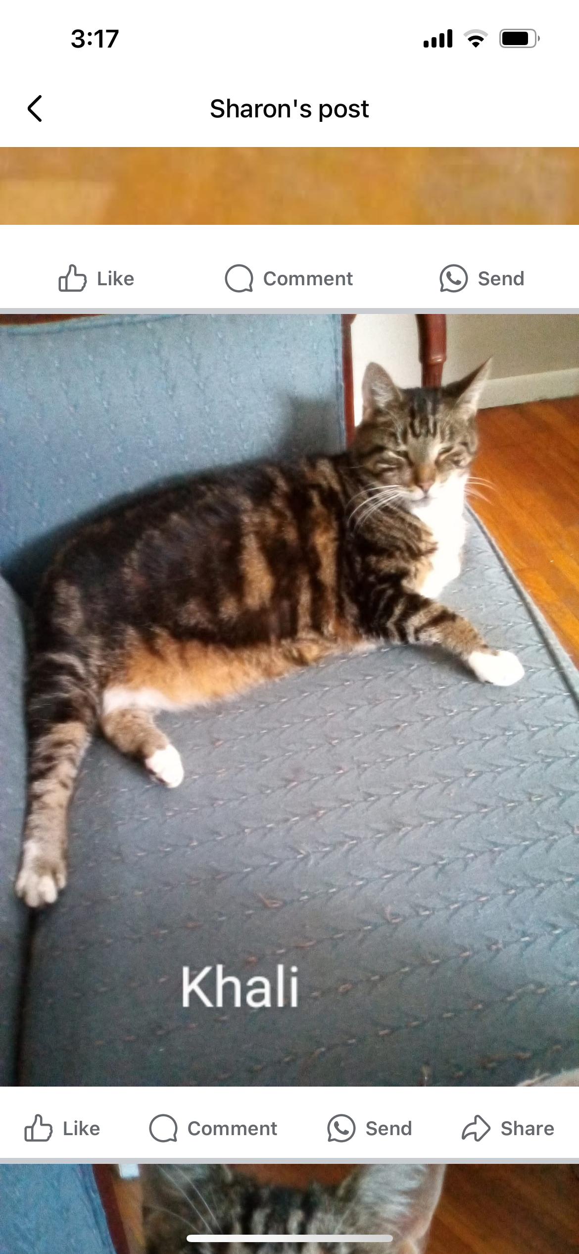 Enlarge Khali is sweet people loving girl would like a relaxed single cat home, a Adoptable American Shorthair in West Chester, PA image 6/6