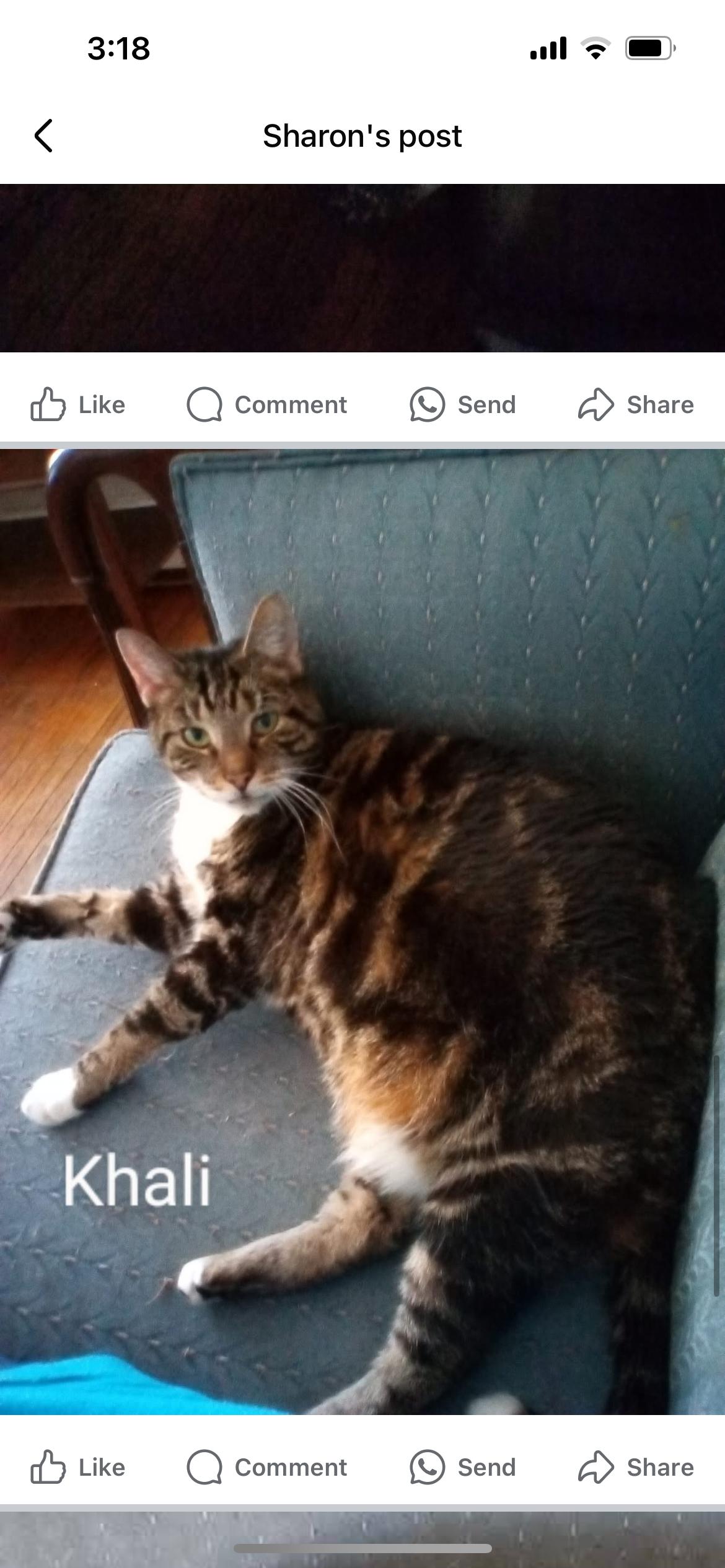 Enlarge Khali is sweet people loving girl would like a relaxed single cat home, a Adoptable American Shorthair in West Chester, PA image 5/6