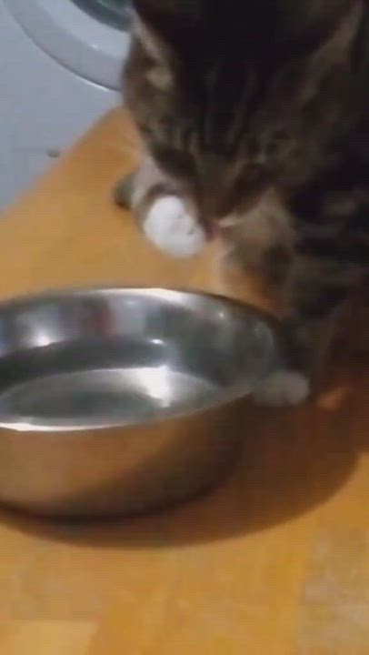 Enlarge Khali is sweet people loving girl would like a relaxed single cat home, a Adoptable American Shorthair in West Chester, PA video 2/2