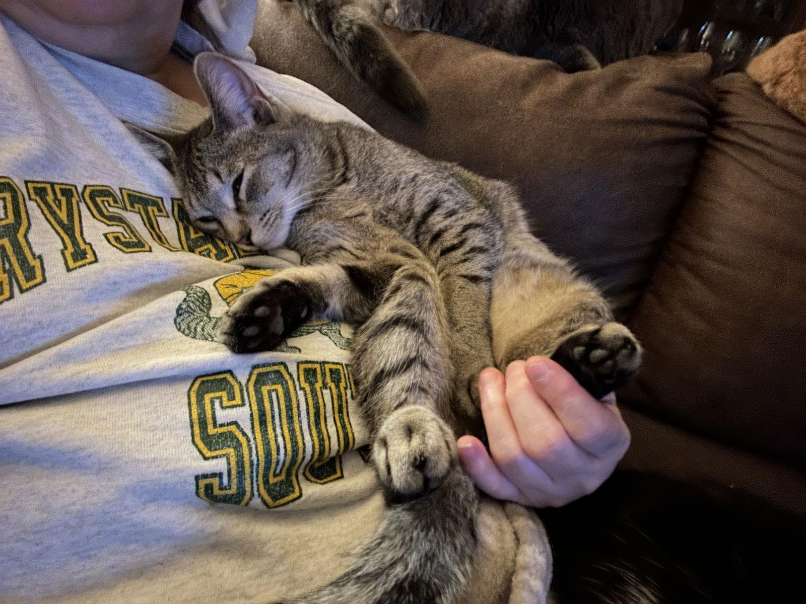 Enlarge Pisces, a Adopted Tabby in Kohler, WI image 1/3