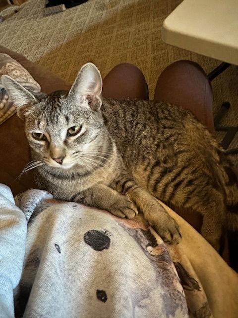 Enlarge Pisces, a Adopted Tabby in Kohler, WI image 2/3