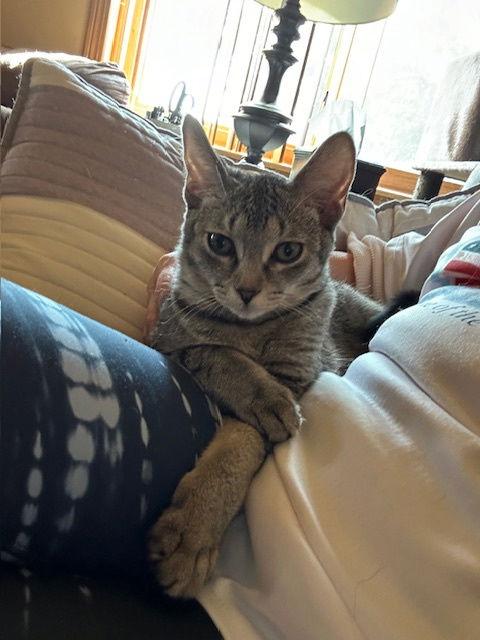 Enlarge Pisces, a Adopted Tabby in Kohler, WI image 3/3