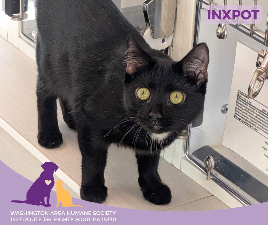 Enlarge Inxpot, a ADOPTABLE mixed breed in Eighty Four, PA image 1/2